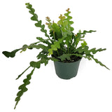 disocactus anguliger 'zig zag cactus'
