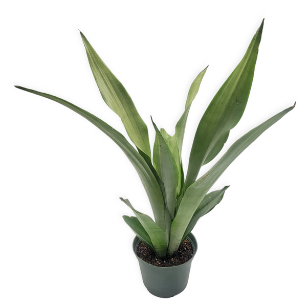 sansevieria trifasciata moonlight sansevieria trifasciata 'moonshine' – Arrows Aim Greenhouse & Supply Co
