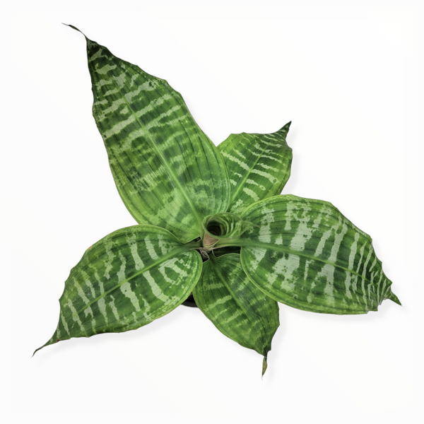 dracaena zebra dracaena goldieana 'zebra stripe'