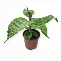 dracaena goldieana dracaena goldieana 'zebra stripe'