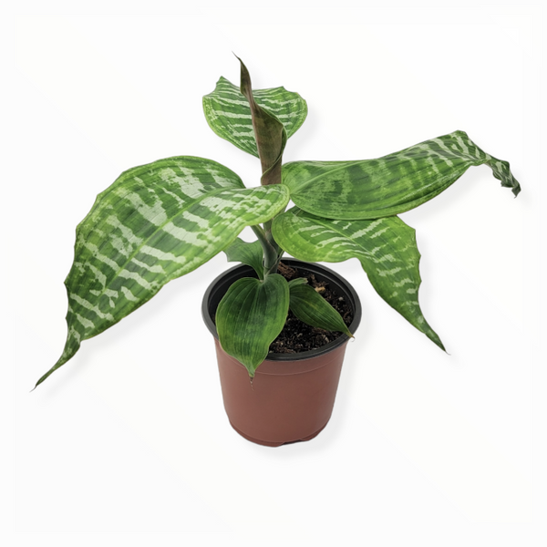dracaena zebra dracaena goldieana 'zebra stripe'