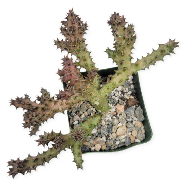 persian carpet succulent edithcolea grandis 'persian carpet flower' – Arrows Aim Greenhouse & Supply Co