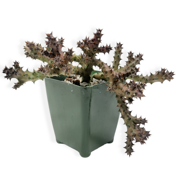 persian carpet succulent edithcolea grandis 'persian carpet flower' – Arrows Aim Greenhouse & Supply Co