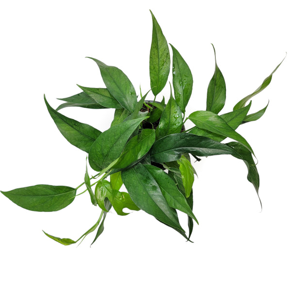 baltic blue pothos origin epipremnum pinnatum 'baltic blue pothos' – Arrows Aim Greenhouse & Supply Co