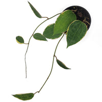 hoya macrophylla albo-marginata