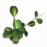 hoya obovata -inner variegation-