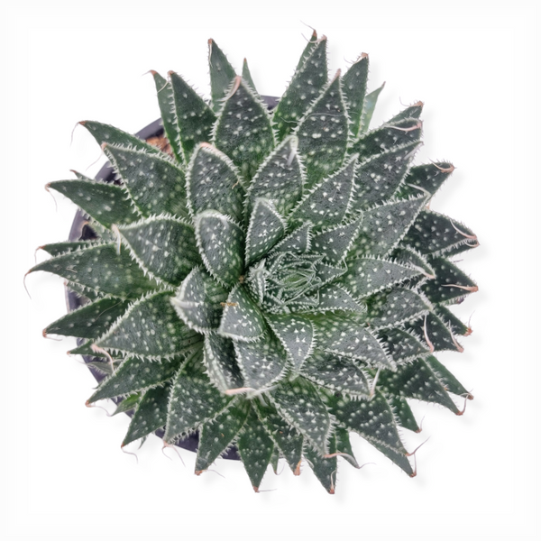 aristata succulent haworthia aristata 'lace aloe' – Arrows Aim Greenhouse & Supply Co