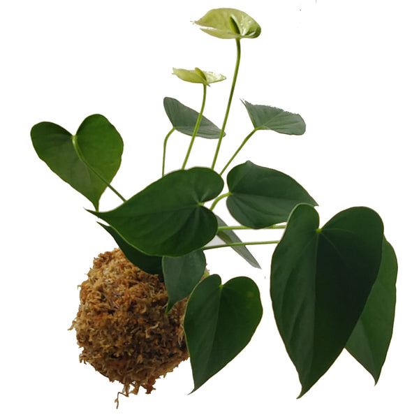 Kokedama Workshop<br>Sunday, Sept 21st, 5pm-6:30pm