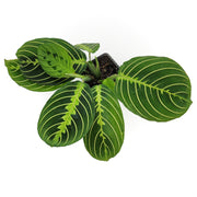 maranta leuconeura 'lemon lime'