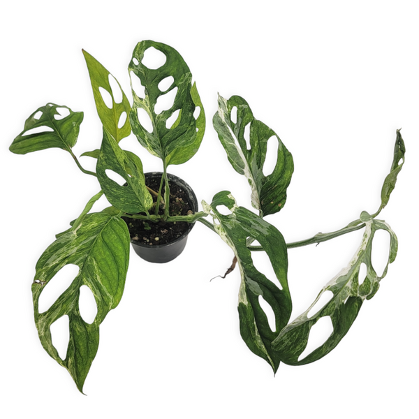 monstera adansonii mint monstera adansonii 'mint' – Arrows Aim Greenhouse & Supply Co