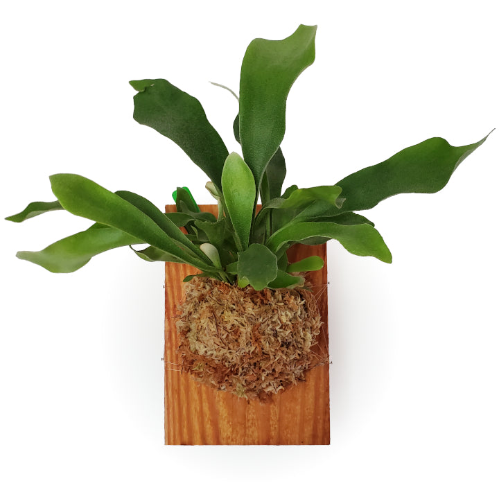 mounted platycerium bifurcatum 'staghorn fern' – Arrows Aim Greenhouse ...