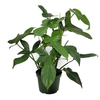 horsehead philodendron philodendron bipennifolium 'horsehead philodendron' – Arrows Aim Greenhouse & Supply Co