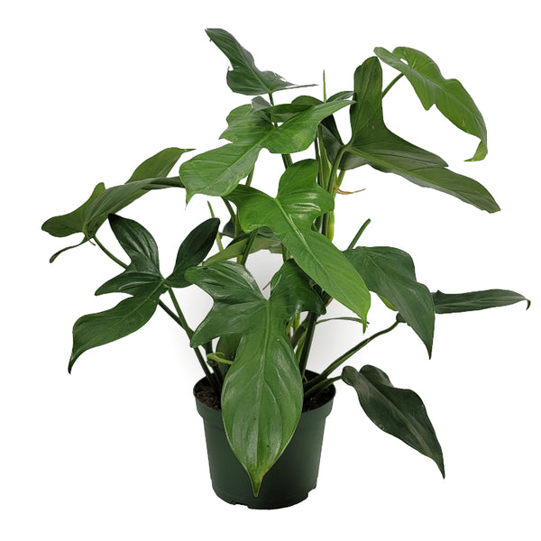 philodendron bipennifolium panda philodendron bipennifolium 'horsehead philodendron' – Arrows Aim Greenhouse & Supply Co