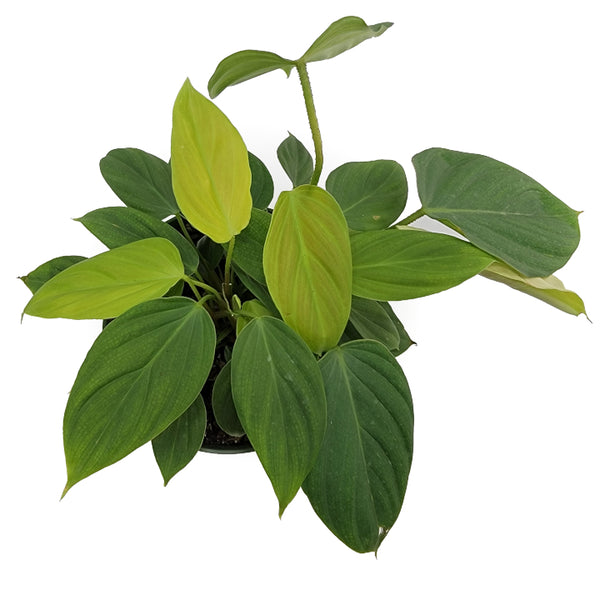 petiole of philodendron philodendron 'fuzzy petiole' – Arrows Aim Greenhouse & Supply Co