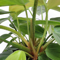 philodendron ‘fuzzy petiole’
