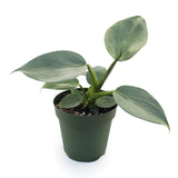 philodendron hastatum 'silver sword'