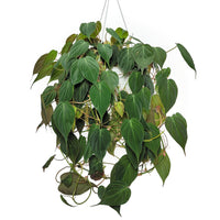 philodendron 'micans'