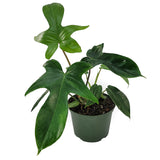 philodendron 'florida beauty green'