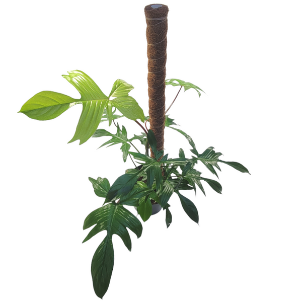philodendron florida ghost moss pole philodendron 'florida ghost'