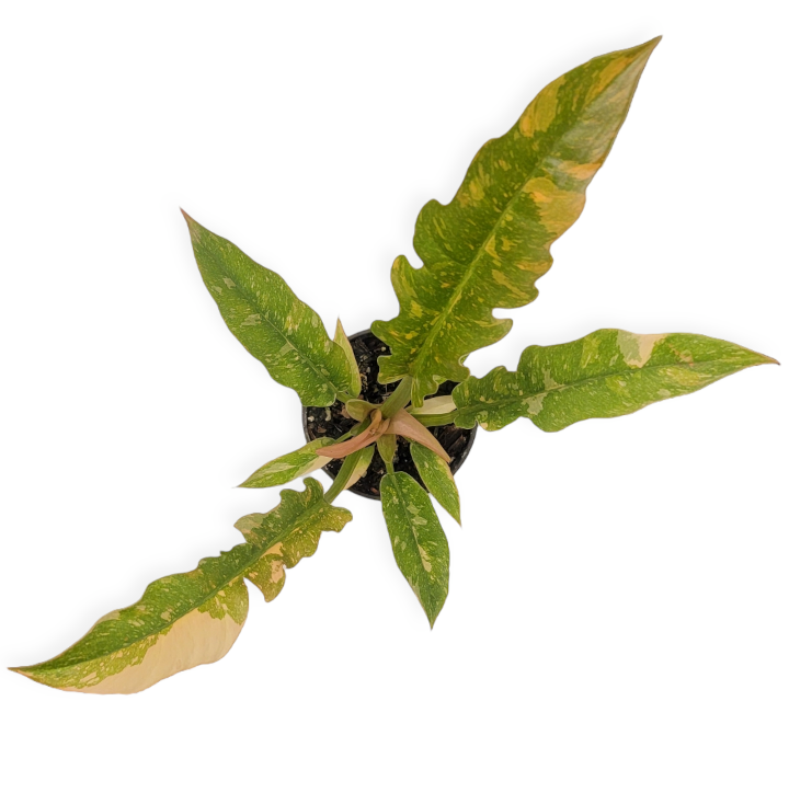 philodendron 'ring of fire' – Arrows Aim Greenhouse & Supply Co