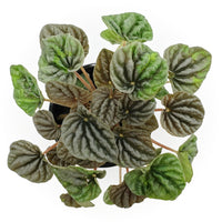 peperomia caperata 'luna grey'