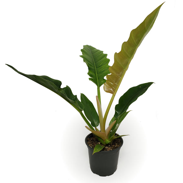 philodendron tiger tooth plant philodendron narrow 'tiger tooth' – Arrows Aim Greenhouse & Supply Co