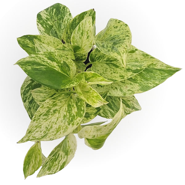 pothos marble queen vs snow epipremnum aureum 'snow queen' – Arrows Aim Greenhouse & Supply Co