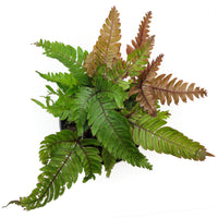 pteris quadriaurita 'tricolor'