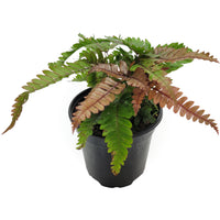 pteris quadriaurita 'tricolor'