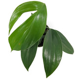 rhaphidophora decursiva