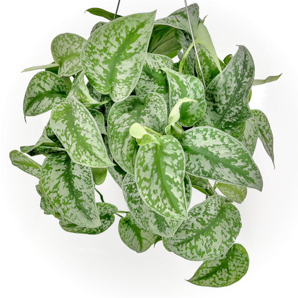 scindapsus exotica moss pole scindapsus pictus 'exotica' – Arrows Aim Greenhouse & Supply Co