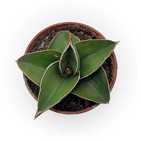 sansevieria ehrenbergii variegata sansevieria ehrenbergii 'samurai' – Arrows Aim Greenhouse & Supply Co