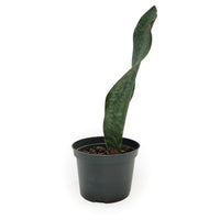 dracaena masoniana dracaena masoniana 'whale fin' – Arrows Aim Greenhouse & Supply Co