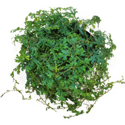 selaginella uncinata 'peacock moss'