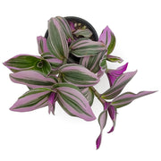 tradescantia albiflora 'nanouk'
