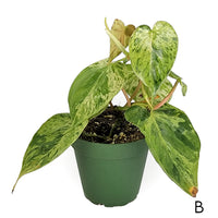 variegated philodendron hederaceum