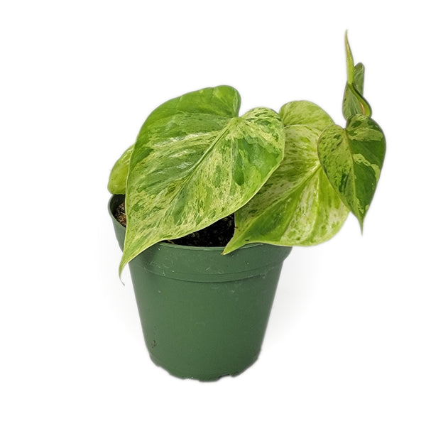 variegated heart philodendron variegated philodendron hederaceum 'heart leaf philodendron' – Arrows Aim Greenhouse & Supply Co